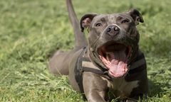 Atak amstaffa w Wągrowcu. Sprawą zajmuje się policja