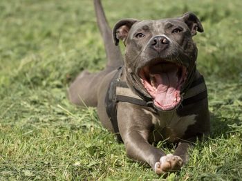 Atak amstaffa w Wągrowcu. Sprawą zajmuje się policja