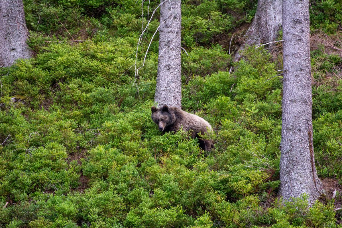Jesień to w górach okres wzmożonej aktywności wśród niedźwiedzi 