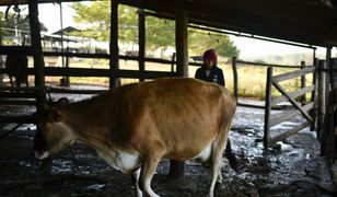 Przełom w leczeniu. Krowa z Brazylii zrewolucjonizuje świat