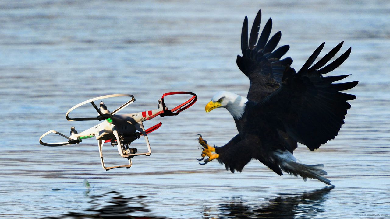 Drapieżne ptaki kontra drony