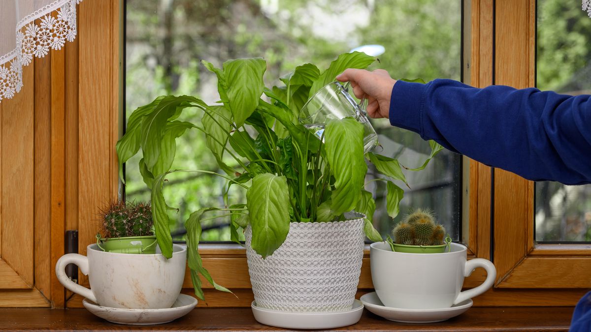 Jak zadbać o skrzydłokwiat?