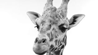 Gdańsk: ZOO w żałobie. Nie żyje 15-letnia żyrafa