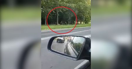 Łoś biegający w biały dzień po mieście. Niezwykłe nagranie z Lublina