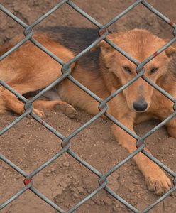 Wakacyjny "problem" Polaków. Porzucają je pod drzwiami