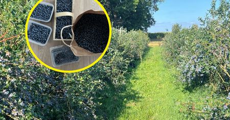 Poszła na samozbiór borówek. Tyle zapłaciła za 11 kg. Zaskoczeni?