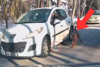Ciągnął psa na smyczy podczas jazdy samochodem. Nagranie obiegło sieć