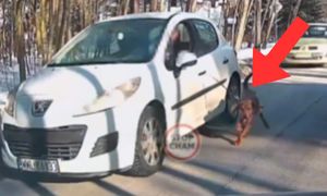 Ciągnął psa na smyczy podczas jazdy samochodem. Nagranie obiegło sieć