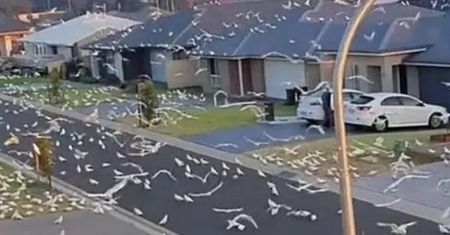 Inwazja w Australii. Mieszkańcy miasteczka mają związane ręce