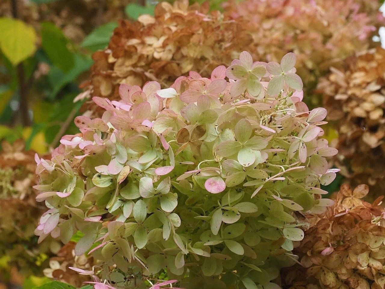 Kolorowy zawrót głowy już w niedzielę w Arboretum w Rogowie