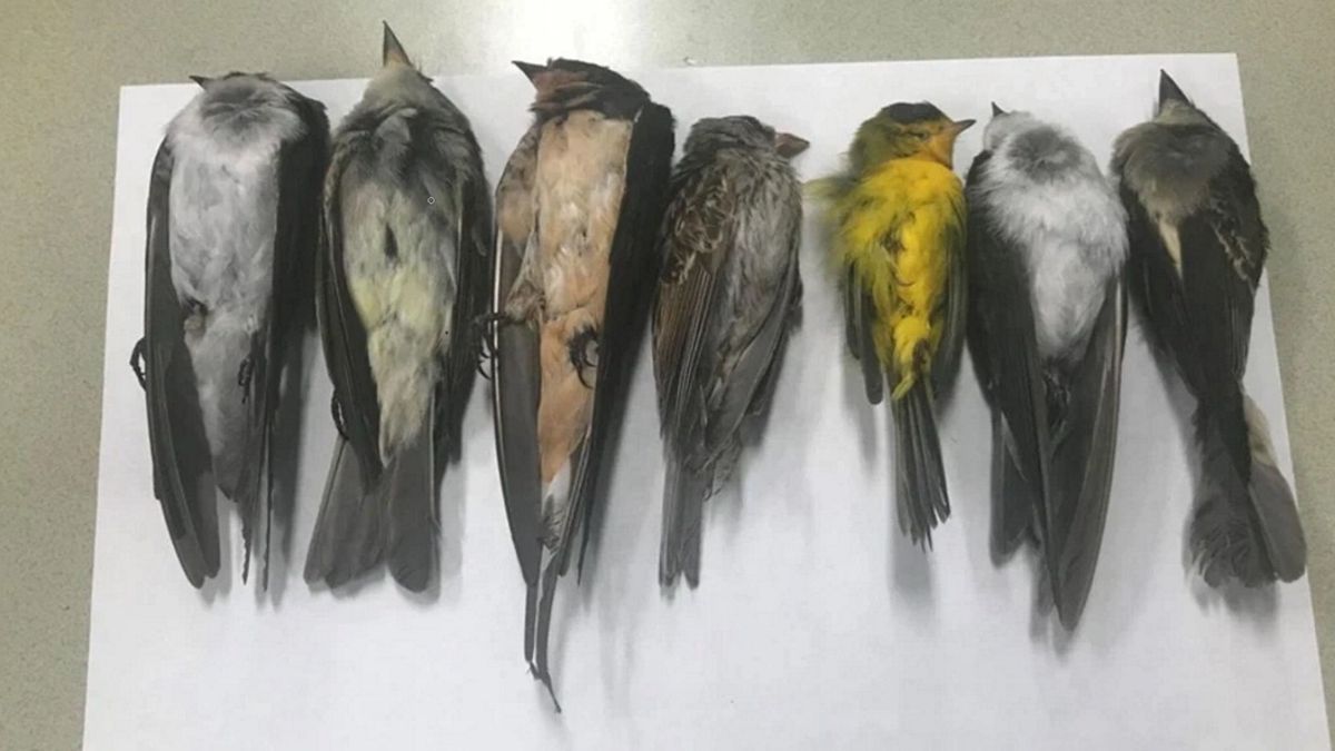 Martwe ptaki wędrowne znaleziono  w Nowym Meksyku, w USA.