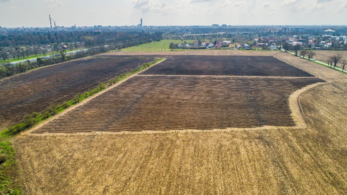 pole pola drzewa sadzenie