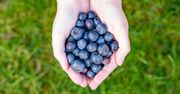 Powtórka z rozrywki. Ceny krajowych borówek wystrzeliły