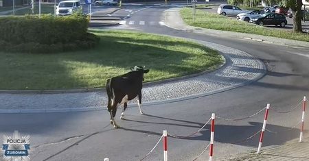 Krowa uciekła i spacerowała ulicami Żuromina. Policja odprowadziła ją do właściciela!