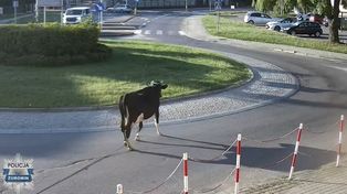 Krowa uciekła i spacerowała ulicami Żuromina. Policja odprowadziła ją do właściciela!