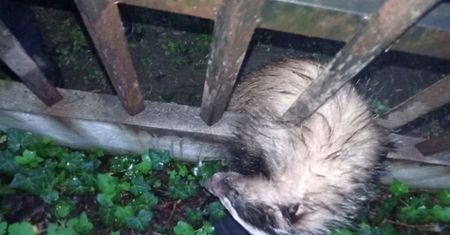 Warszawa. Borsuk utknął w metalowym ogrodzeniu
