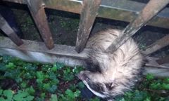 Warszawa. Borsuk utknął w metalowym ogrodzeniu