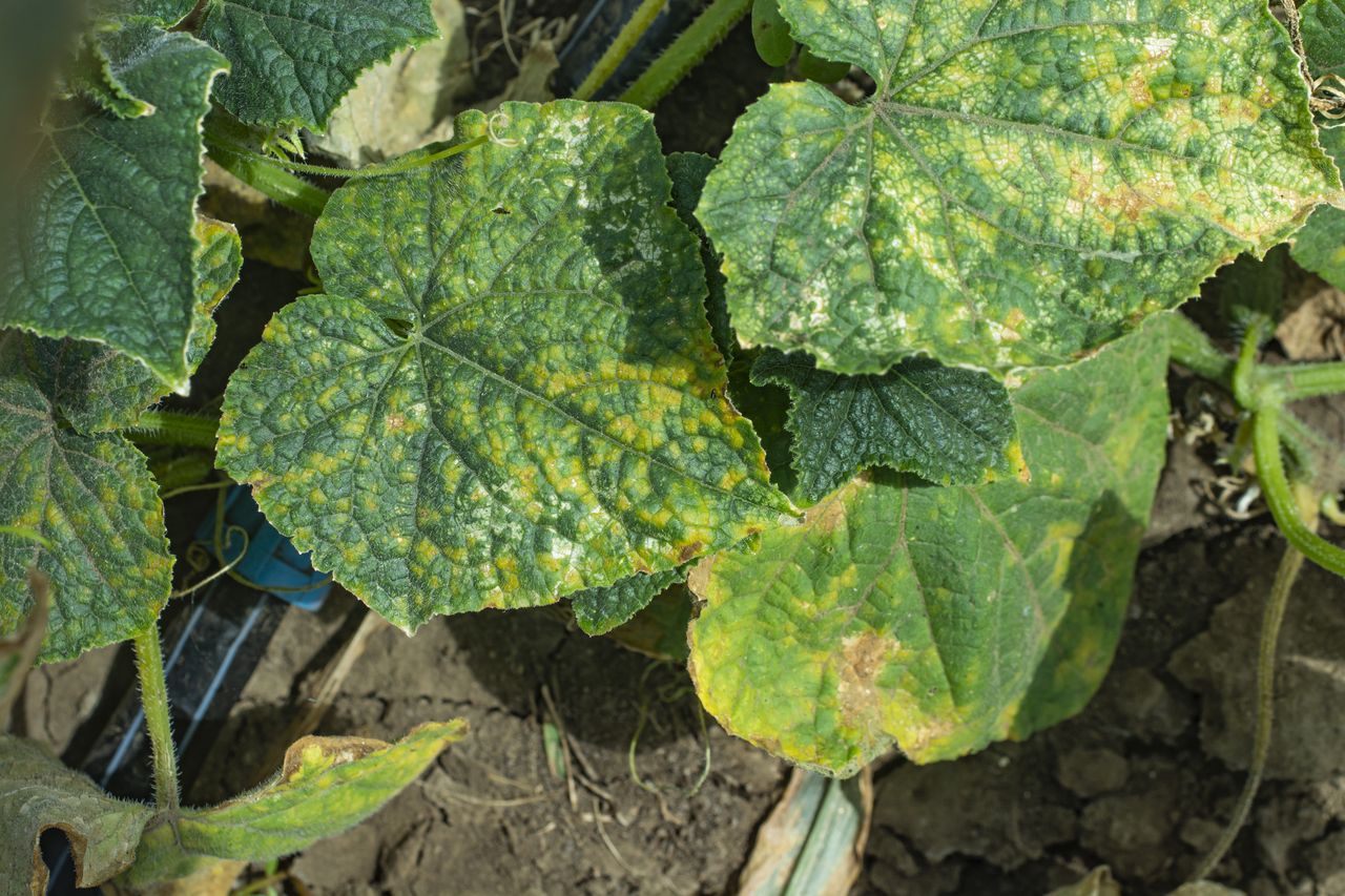 Cucumber mosaic is a viral disease.