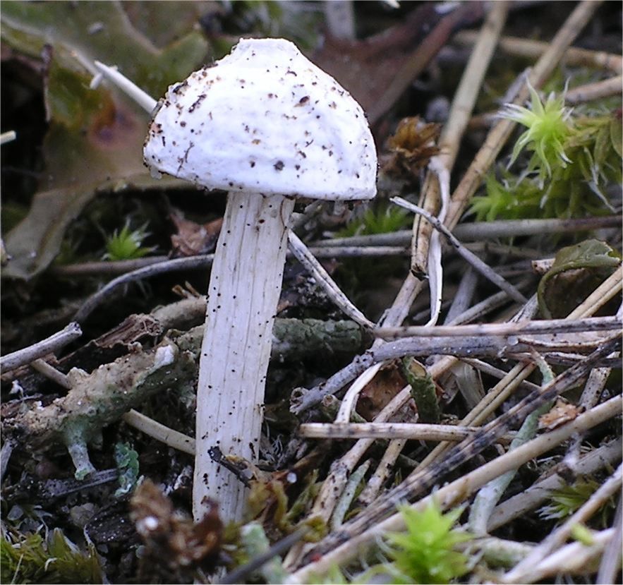 Berłóweczka czeska
