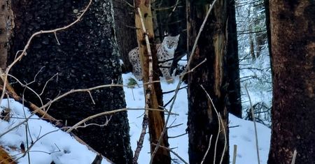 Niecodzienne spotkanie w Tatrach. Turystka chwyciła za aparat