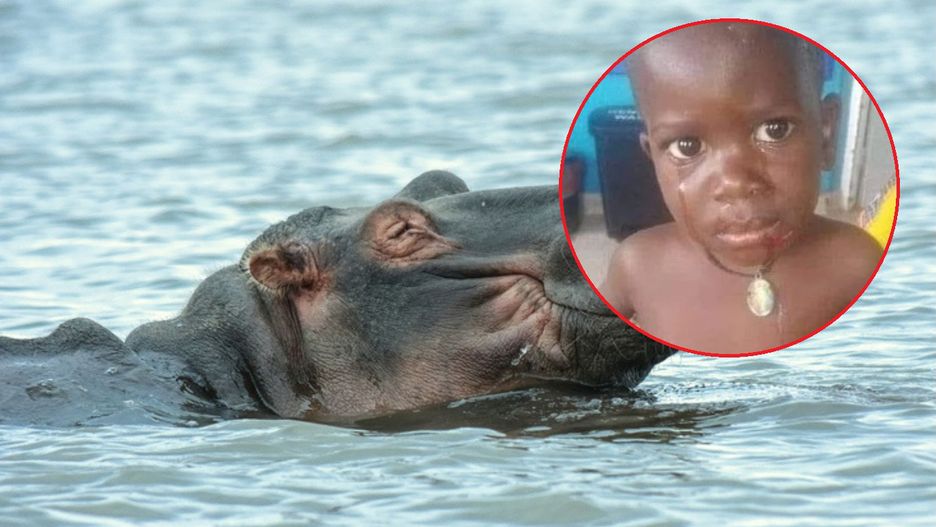 Hipopotam połknął 2-latka. Chłopiec trafił do szpitala