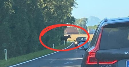 Łoś Emil nie zostanie uśpiony. Z Polski dotarł do Austrii