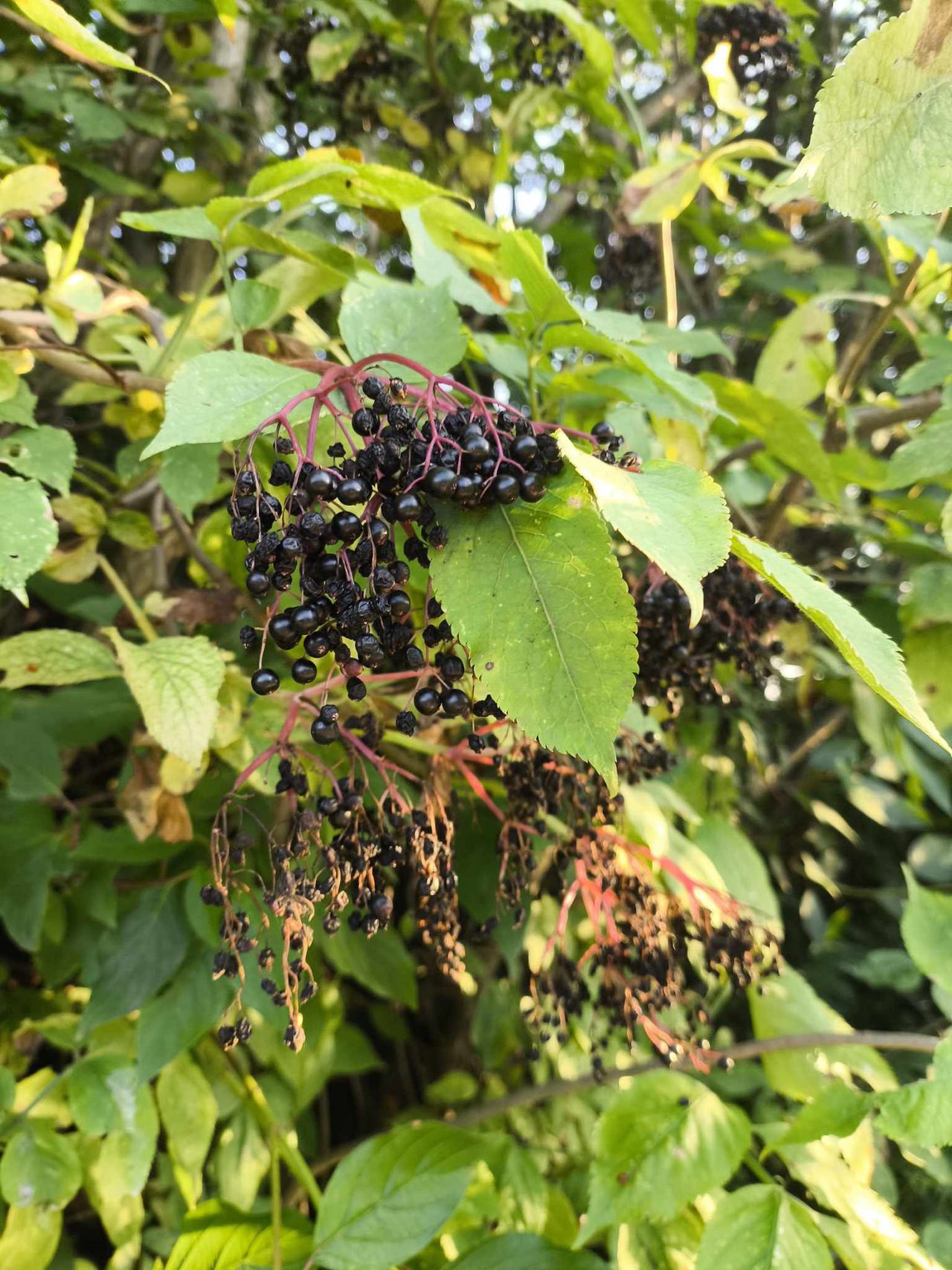 Elderberries