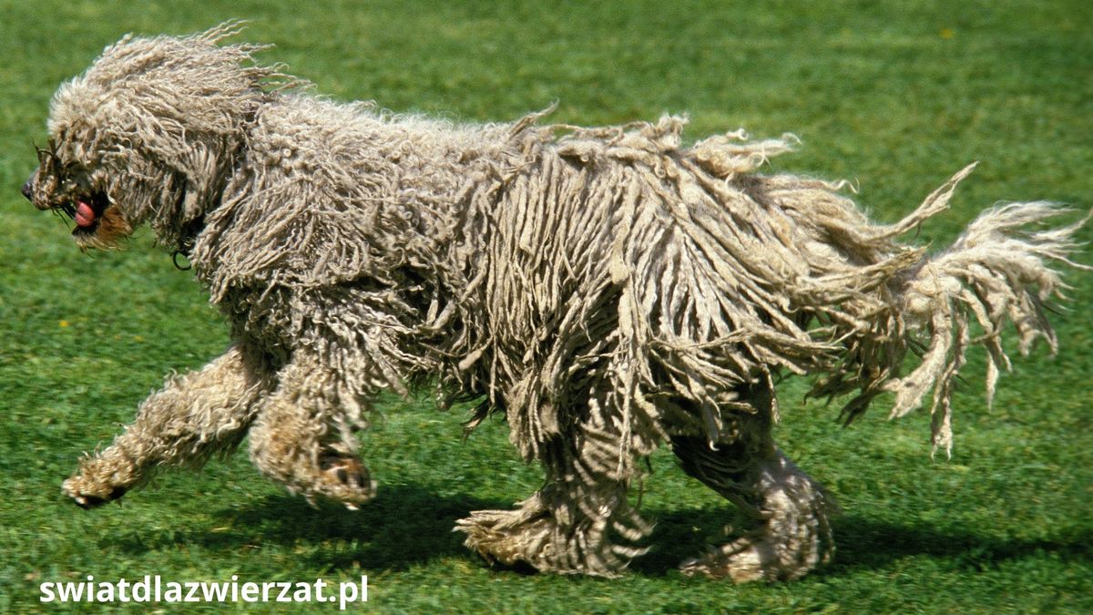 Komondor rasa dużego psa z dredami