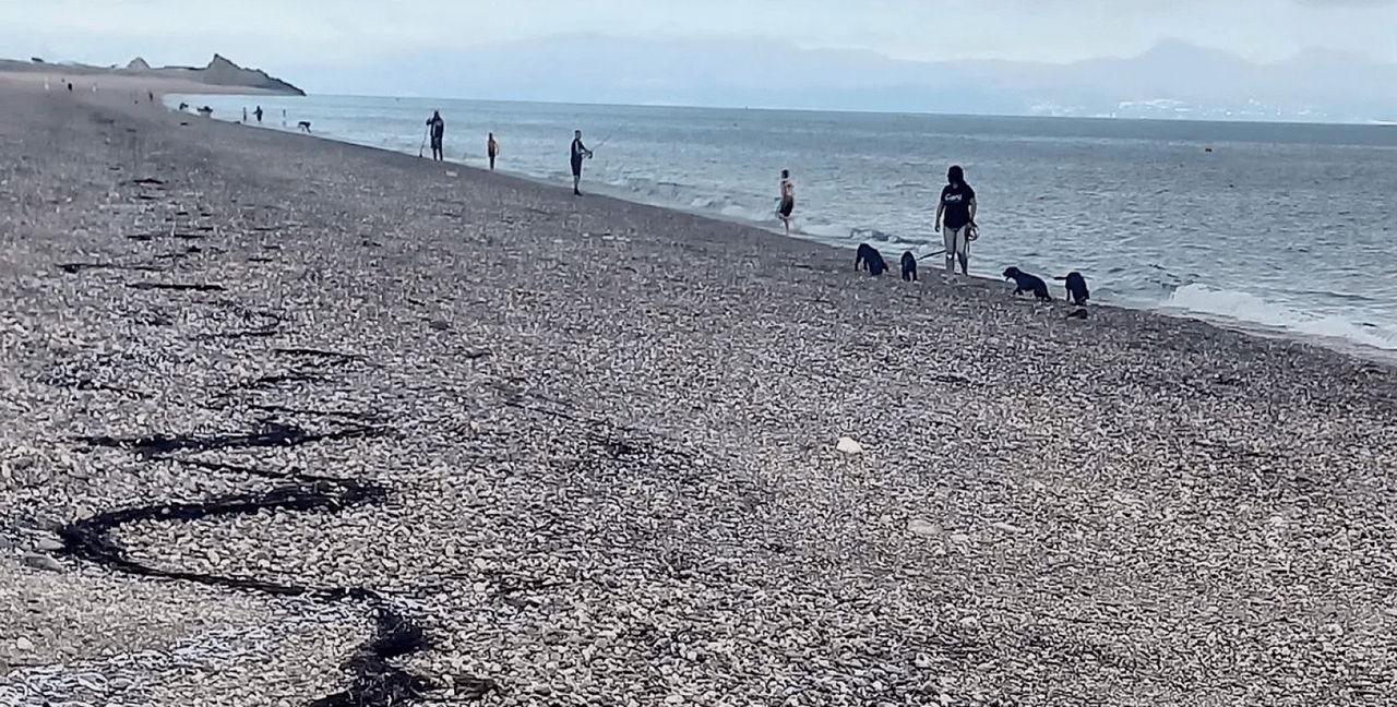 Miliony ryb nagle wyskoczyły z wody. Plaży niemal nie było widać