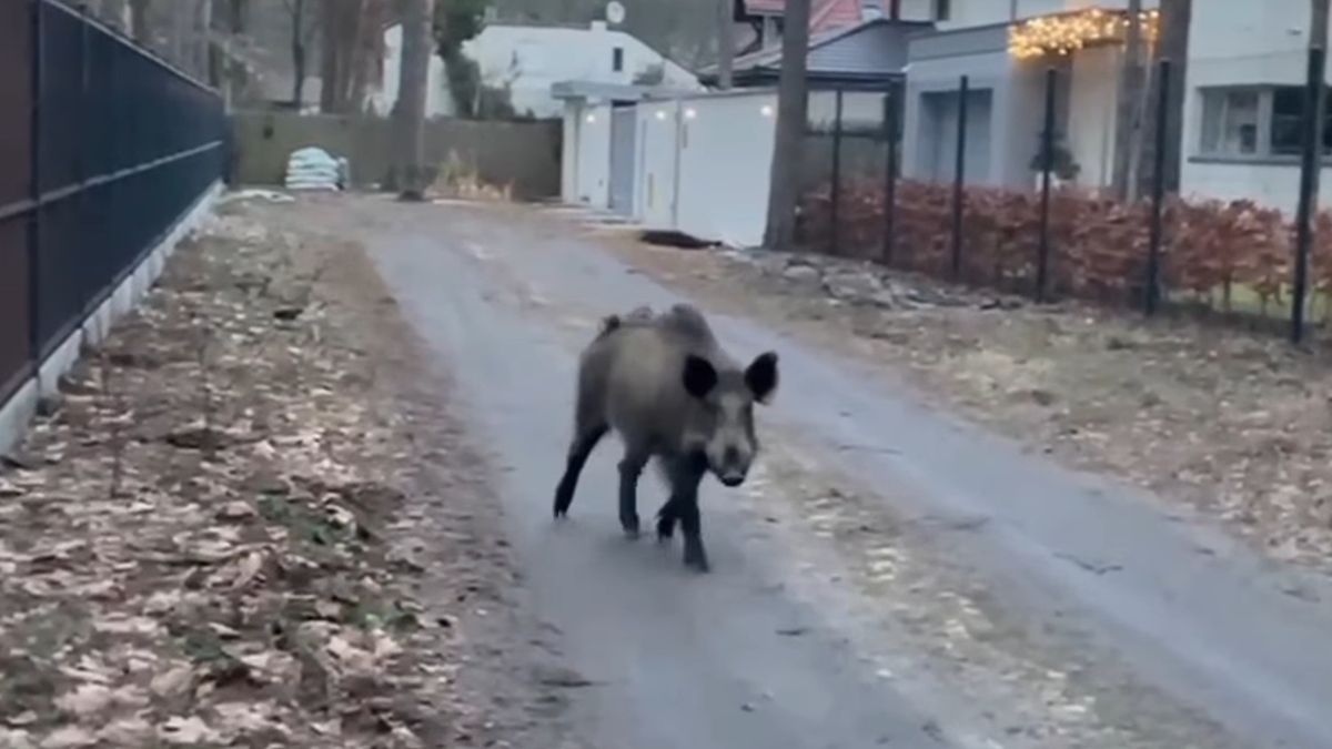 Dziki swobodnie spacerują po ulicach Otwocka