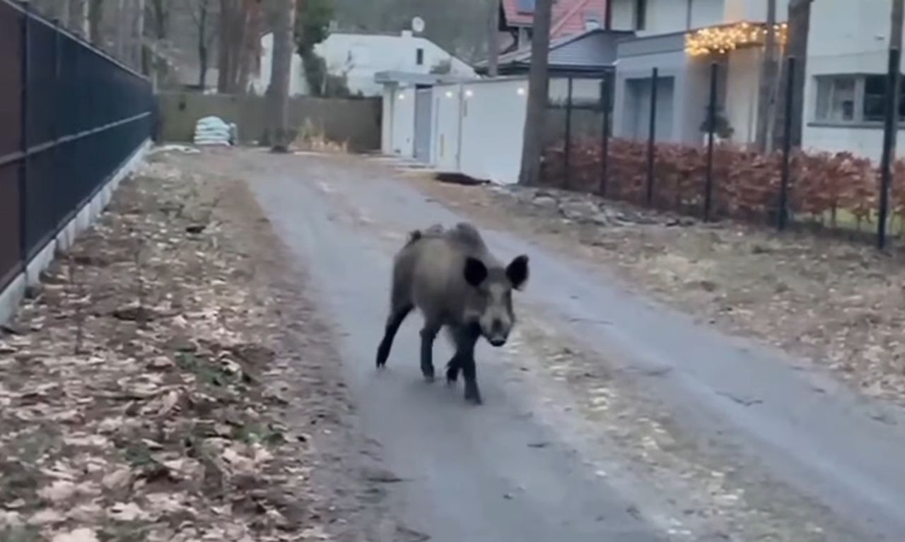 Szykują masowy odstrzał dzików. Jest petycja