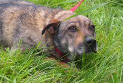 Legnica. Bezdomne zwierzęta czekają na swoich wolontariuszy. Schronisko stawia ultimatum