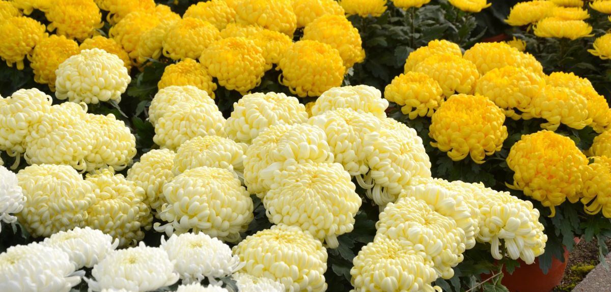 Chryzantemy na Wszystkich Świętych. Na topie białe, kremowe i złote!