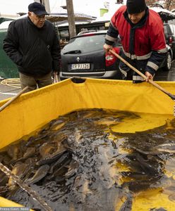 Karp na Wigilię. O czym warto pamiętać wybierając rybę?