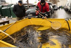 Karp na Wigilię. O czym warto pamiętać wybierając rybę?