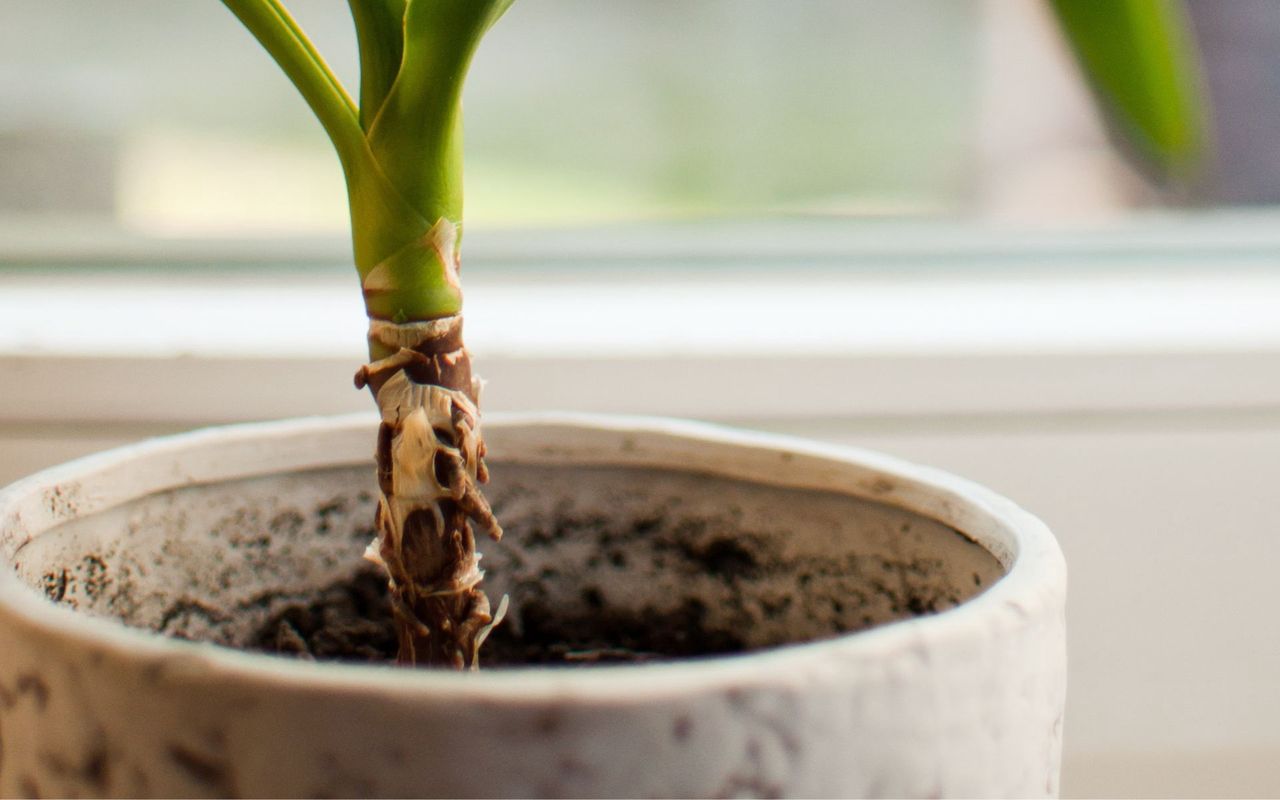 Spoon a teaspoon into the flowerpot. The effect will knock your socks off.