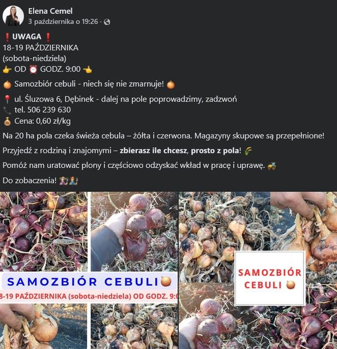 Samozbiór cebuli