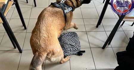 Policjanci prowadzili lekcje w szkole. Pies wywąchał to w plecaku uczennicy