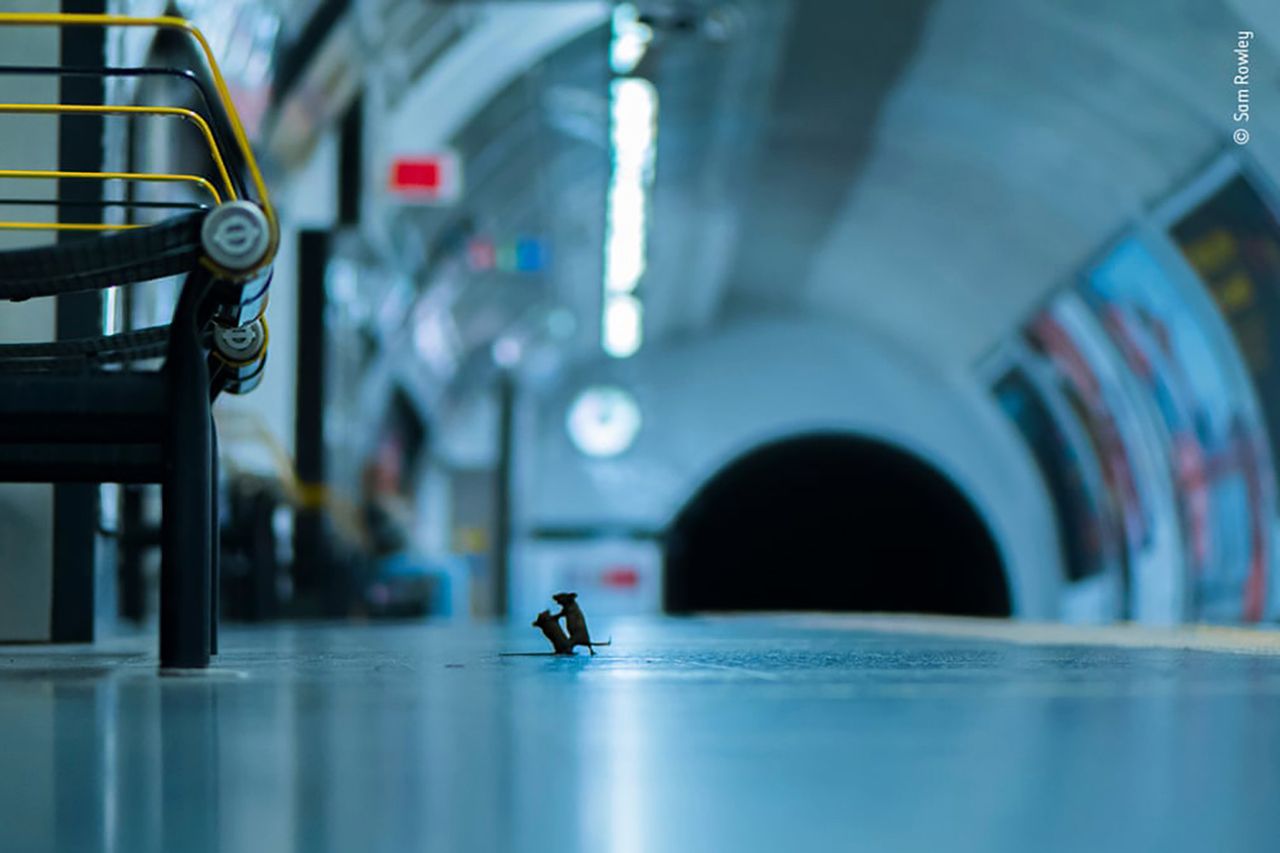 Bitwa myszy w stacji metra wybrana zdjęciem roku LUMIX People's Choice Award