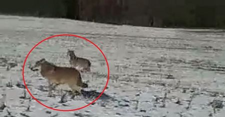 Wilki grasują po Elblągu. Mieszkańcy boją się jak nigdy