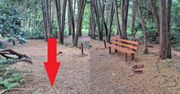 Ręce opadają. Leśnicy pokazali skutki dewastacji