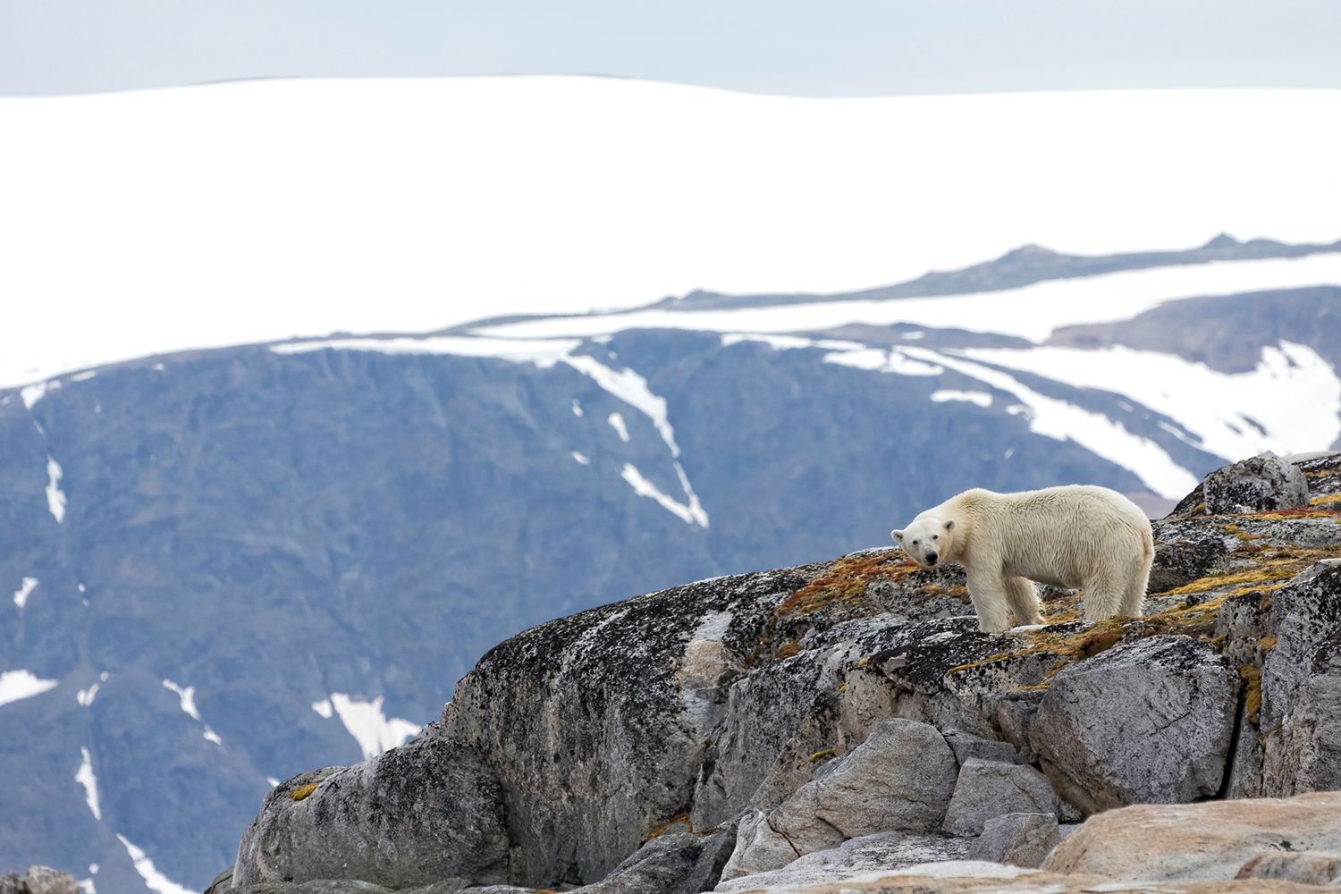 Poruszające zdjęcia niedźwiedzia polarnego próbującego zjeść plastikową torbę 11