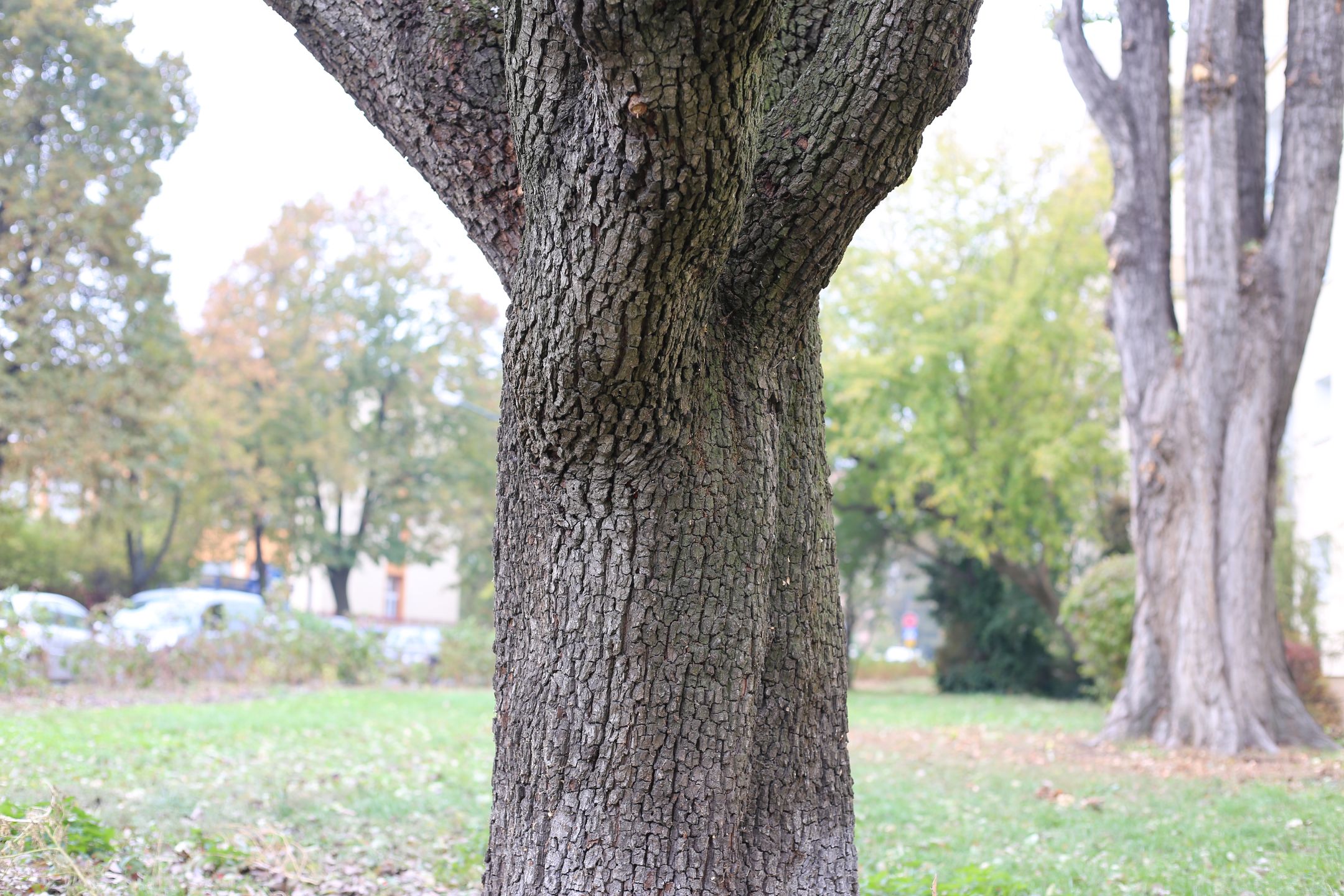 Canon EF 50 mm f/1.8 STM - niedroga przepustka do poważnej fotografii [recenzja] 18