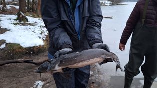 Włocławek: Tegoroczna akcja zarybiania lokalnych jezior