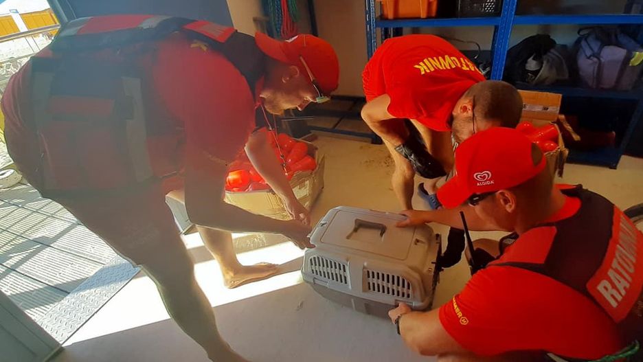 Świnoujście. Bóbr w tarapatach. Potrzebna interwencja WOPR