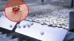 Doustna ochrona przed kleszczami. Będzie rewolucja w walce z niebezpiecznymi pajęczakami?