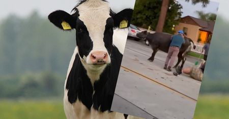 Spektakularna ucieczka. Bydło czmychnęło z rzeźni