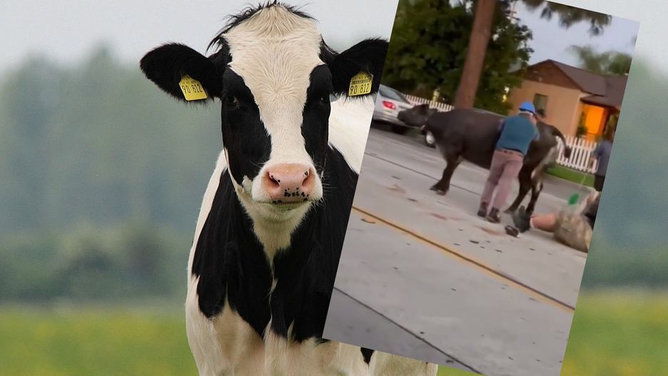 Spektakularna ucieczka. Bydło czmychnęło z rzeźni