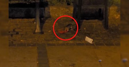 Plaga szczurów w centrum Częstochowy. Zaniepokojeni mieszkańcy publikują nagranie