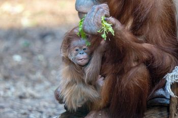 Radosny moment w zoo. "Pierwszy w historii Polski"